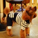 토미펫샵 이미지