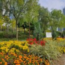 청라호수공원(제3주차장) | 10월 중순 청라호수공원에도 가을이 왔다. 물억새와 황화코스모스