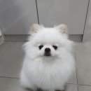 부안동물병원 이미지