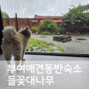 우리네들꽃 | 대전 근처 부여 여름휴가 숙소 애견 동반 독채 촌캉스 들꽃대나무 내 돈 내산 후기