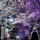 신안강변2 이미지