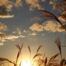 하늘공원 이미지