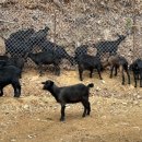 팔미농장 이미지