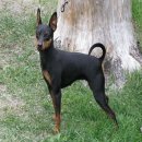 미니어쳐 핀셔(Miniature Pinscher) 이미지