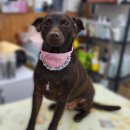 폼나개이뿌개 이미지