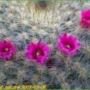 상념의 정원 이미지