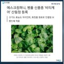 또발라인셀덤