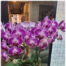 신안골드리치 | 안산마사지 THE조은바디앤풋샵 선부동에서 편하게 다녀온 후기