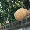 제주서이 이미지