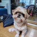 쁘띠댕댕 이미지