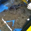 미도파횟집 이미지