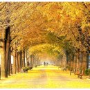 곡교천길 이미지