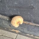 루페스 빅풋 
디테일링센터 수지점 이미지