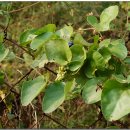 댕댕이숲 이미지