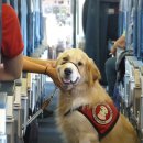 레이 펫 이미지