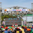 [부산 강서] 대저 토마토.벚꽃 축제 길 이미지