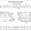 강남예치과동물병원 이미지