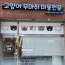 고양이 무마취미용 고미고미 화명점 이미지