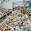 소중한다육;화분