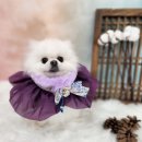 복이네도그살롱 이미지