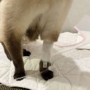 헬릭스동물메디컬센터 | 솔직한 헬릭스동물메디컬센터 후기