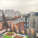 엔젤농원 | 성수동 힙한 건물의 '블루엔젤'이 조만간 죽을 수밖에 없는 이유 (침엽수 조경의 오해)
