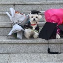 강아지언니 이미지