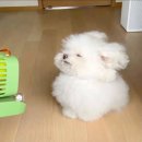 하얀강아지 이미지