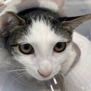 하나카동물병원 이미지