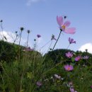 무릉도원 이미지