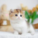 수원고양이분양 나비캣 이미지