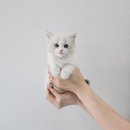 안녕, 멍냥 이미지