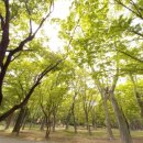 양재시장 이미지