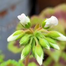 로즈화이트 이미지