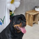 까사델뻬로 이미지