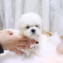 호야펫 구리점 이미지