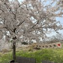 유꽃보다 | 제주도 벚꽃 명소 예래생태공원 녹산로 유채꽃도로 제주 드라이브 코스