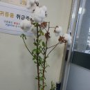 목화미장원