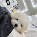 톰퍼피 강아지 분양 이미지