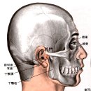 [耳門穴][이문혈] 이미지