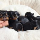 루시드 리엔 이미지