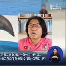 [제주MBC뉴스] 비봉이 방류·돌고래 불법반출 그 후 이미지