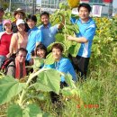 2008 도심속 그리움으로의 만남 제2회 안산해바라기 축제 제6회 건강축제 이미지