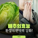 배추의 다양한 효능 이미지