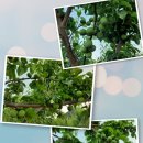 샬롬세탁소 이미지