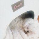 천사 펫하우스 이미지