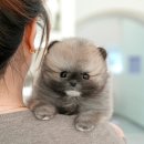 미유펫 강아지고양이 구미점 이미지