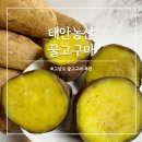 더밤농산 | 꿀고구마 고당도 해풍 맞고 자란 고구마 태안농산
