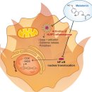 Re: 멜라토닌 항산화, 항염증 효과!! 2019 Nature 이미지