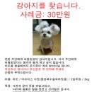 [인천서구]말티/남/2살추정/ 마또를 찾습니다. 이미지